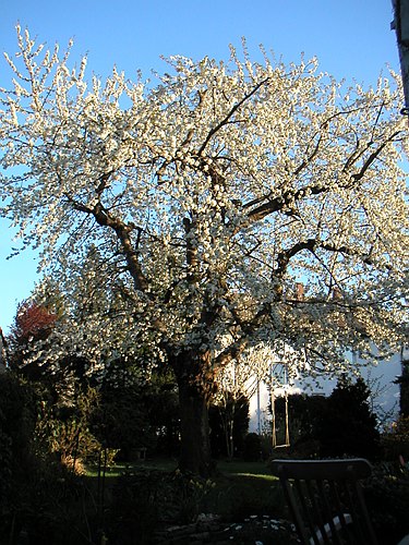 030400 Garten im April 001