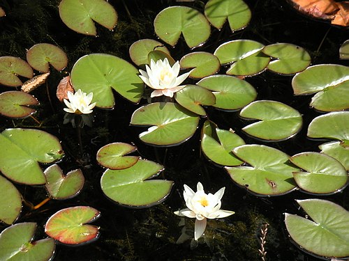 030700 Garten im Juli 010